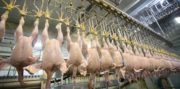 کشتارگاهها موظف به کشتار مرغ تولید استان هستند