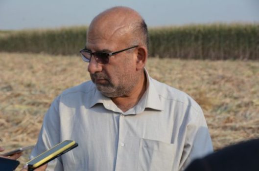تلاش برای احیاء صنعت نیشکر در خوزستان